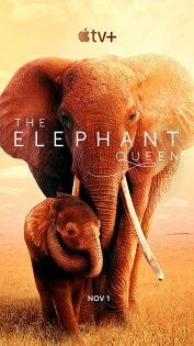stream The Elephant Queen